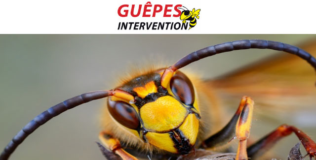 GUEPES INTERVENTION 02
